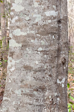 image of Fagus grandifolia +, American Beech