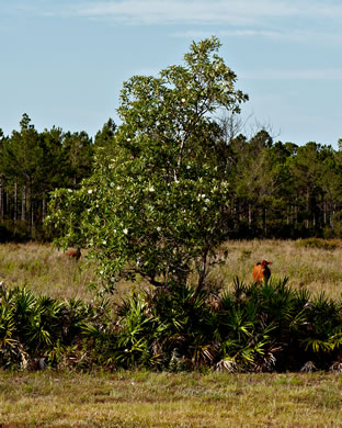 image of Gordonia lasianthus, Loblolly Bay, Gordonia