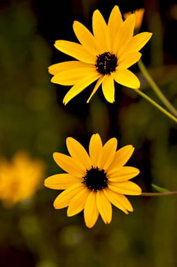 image of Helianthus agrestis, Southeastern Sunflower