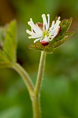 image of Hydrastis canadensis, Goldenseal