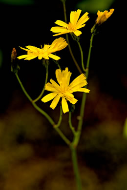 image of Hieracium venosum, Rattlesnake Hawkweed, Rattlesnake Weed, Veiny Hawkweed