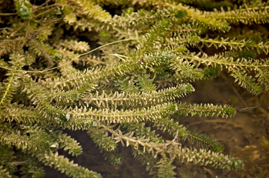 image of Hydrilla verticillata, Hydrilla