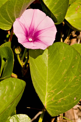 image of Ipomoea brasiliensis, Railroad Vine, Bay Hops, Bay Winders, Goat's-foot