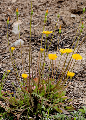 image of Krigia virginica, Virginia Dwarf-dandelion