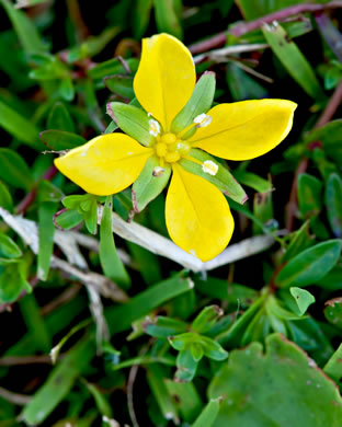 image of Ludwigia arcuata, Pondshore Seedbox, piedmont primrose-willow, Needleleaf Ludwigia