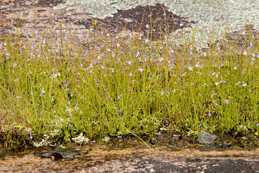 image of Lindernia monticola, Flatrock Pimpernel, Riverbank Pimpernel, False Pimpernel, Piedmont Pimpernel