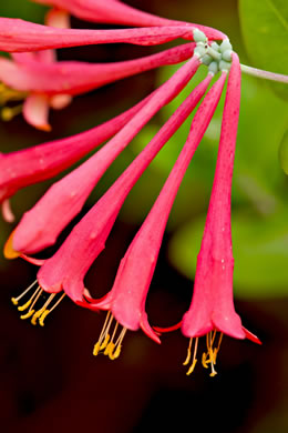 image of Lonicera sempervirens, Coral Honeysuckle, Trumpet Honeysuckle, Scarlet Honeysuckle, Woodbine