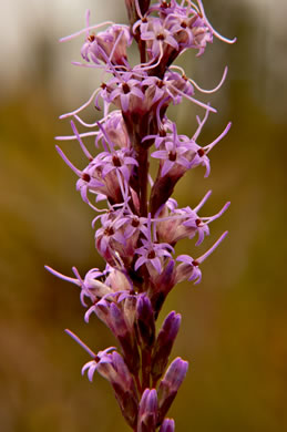 image of Liatris tenuifolia, Shortleaf Blazing-star, Shortleaf Gayfeather, Slender Blazing-star