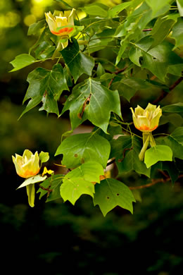 image of Liriodendron tulipifera var. tulipifera, Tulip-tree, Yellow Poplar, Whitewood