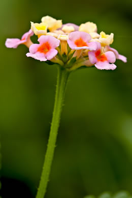 image of Lantana strigocamara, Common Lantana, Hedgeflower