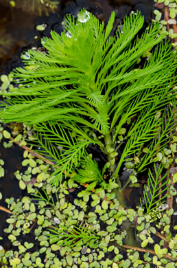 image of Myriophyllum aquaticum, Parrot-feather