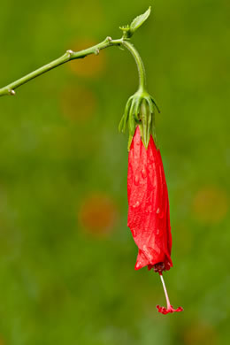 image of Malvaviscus arboreus, Wax Mallow