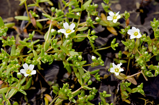 image of Geocarpon uniflorum, Piedmont Sandwort, One-flower Sandwort