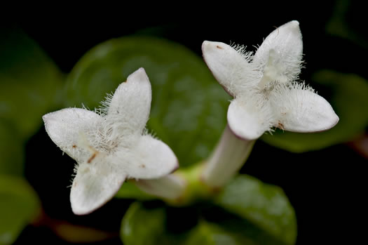 image of Mitchella repens, Partridgeberry, Twinflower