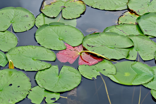 image of Nymphaea odorata ssp. odorata, Fragrant White Water-lily, American Water-lily, Sweet Water-lily, White Water-lily