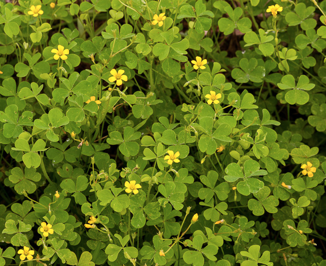 image of Oxalis corniculata, Creeping Lady's-sorrel