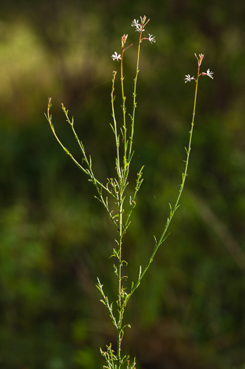 image of Oenothera simulans, Southeastern Gaura, Southern Bee-blossom