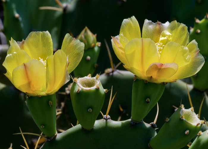 image of Opuntia stricta var. stricta, Coastal Prickly-pear, Shell Midden Prickly-pear, Erect Prickly-pear