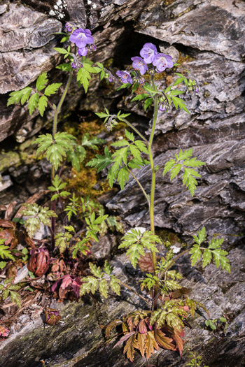 image of Phacelia bipinnatifida, Fernleaf Phacelia, Purple Phacelia, Forest Phacelia