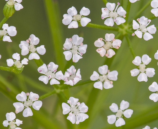 image of Ptilimnium capillaceum, Eastern Bishopweed, Atlantic Bishopweed, Mock Bishopweed, Atlantic Mock Bishop's Weed