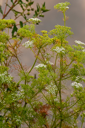 image of Ptilimnium capillaceum, Eastern Bishopweed, Atlantic Bishopweed, Mock Bishopweed, Atlantic Mock Bishop's Weed