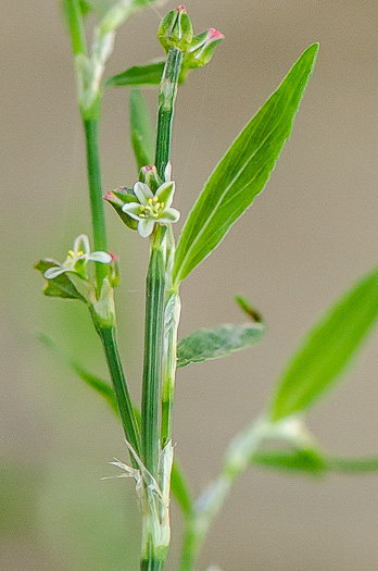 image of Polygonum erectum, Erect Knotweed