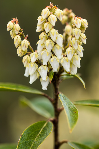 image of Pieris floribunda, Evergreen Mountain Fetterbush, Mountain Andromeda