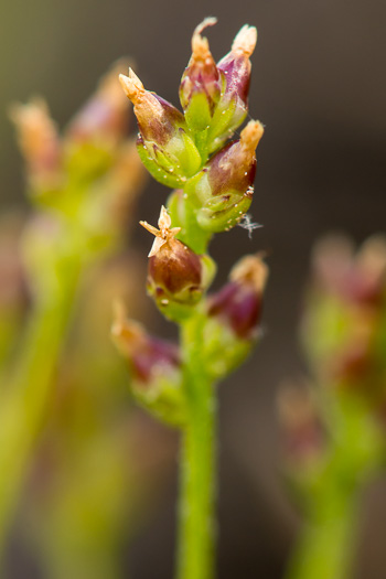 image of Plantago heterophylla, Many-seeded Plantain, Small Plantain, Slender Plantain