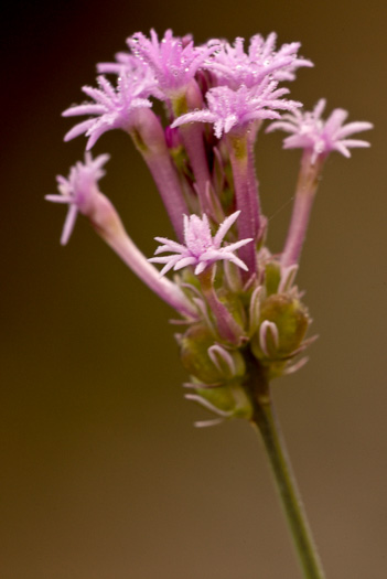 image of Polygala incarnata, Pink Milkwort, Procession-flower