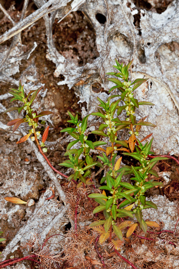 image of Proserpinaca palustris, Marsh Mermaid-weed, Common Mermaid-weed