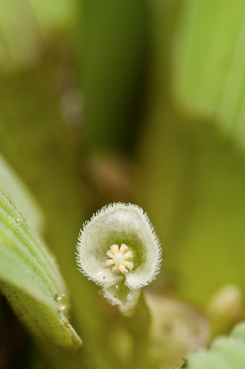 image of Pistia stratiotes, Water Lettuce