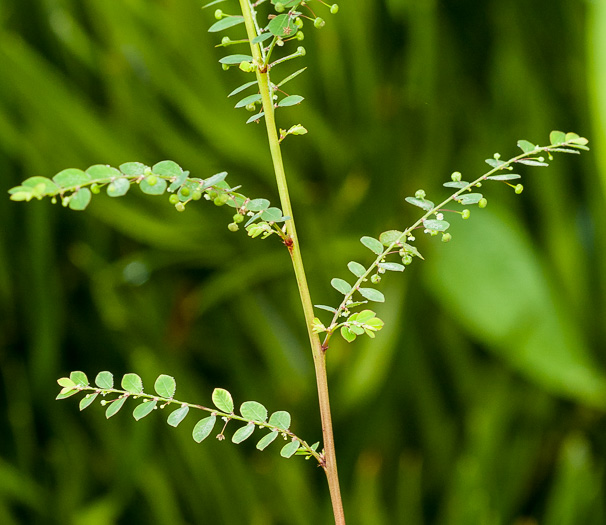 image of Moeroris tenella, Mascarene Island Leaf-flower