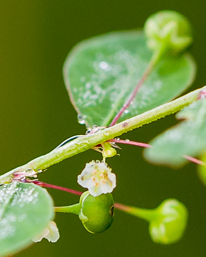 image of Moeroris tenella, Mascarene Island Leaf-flower