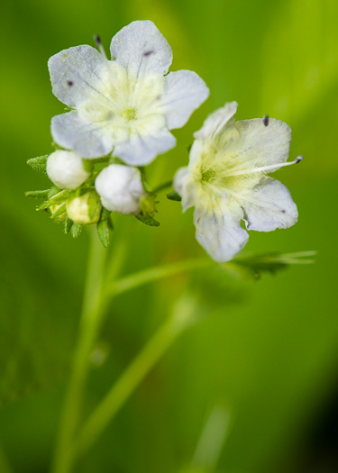 image of Phacelia dubia var. dubia, Appalachian Phacelia, Smallflower Phacelia, Small-flowered Scorpion Weed