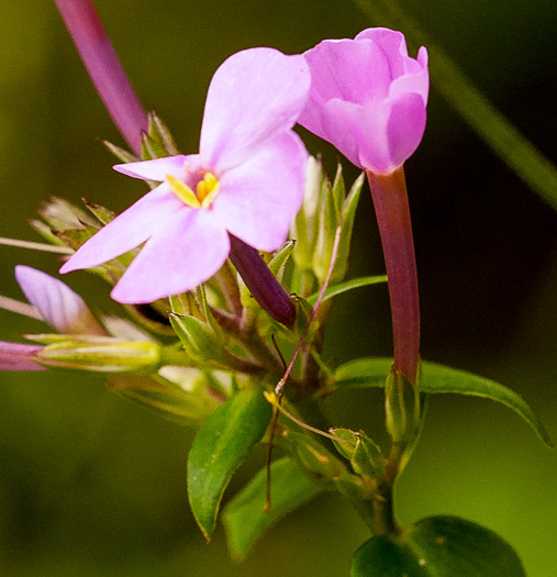 image of Phlox ovata, Mountain Phlox, Appalachian Phlox, Allegheny Phlox