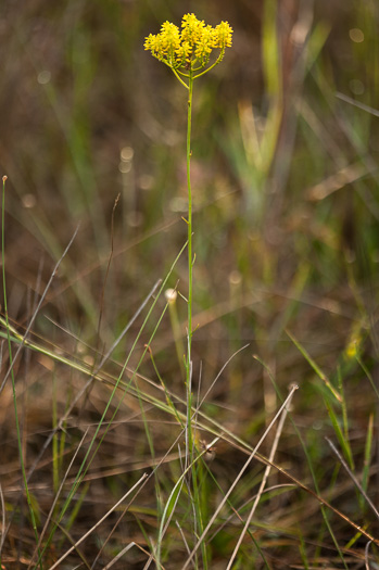 image of Polygala cymosa, Tall Pinebarren Milkwort