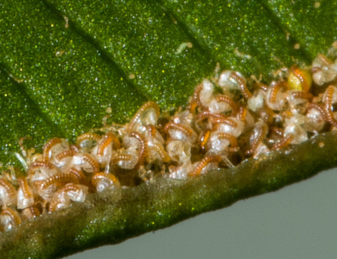 image of Pteris vittata, Ladder Brake, Chinese Brake Fern