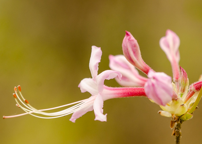 Piedmont Azalea