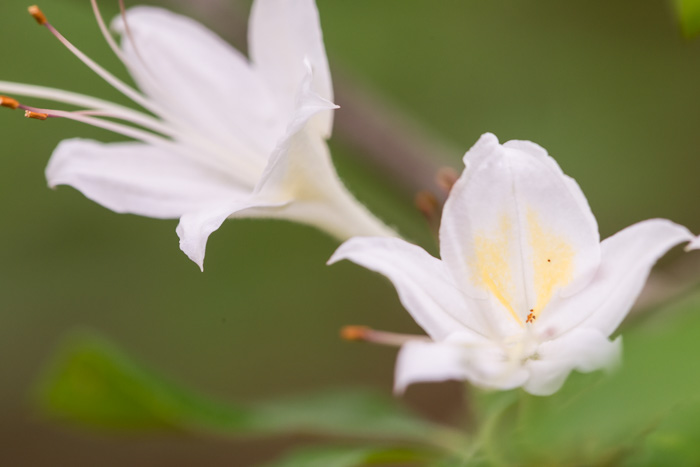 image of Rhododendron eastmanii, May White Azalea, Eastman's Azalea