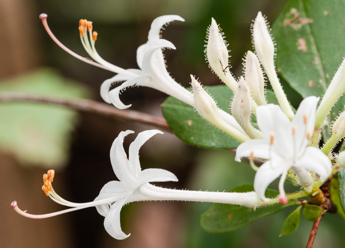 image of Rhododendron serrulatum, Swamp Azalea, Clammy Azalea, Sweet Azalea