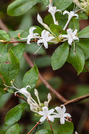 image of Rhododendron serrulatum, Swamp Azalea, Clammy Azalea, Sweet Azalea