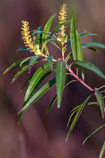 image of Stillingia aquatica, Corkwood, Water Toothleaf