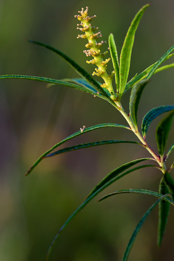 image of Stillingia aquatica, Corkwood, Water Toothleaf