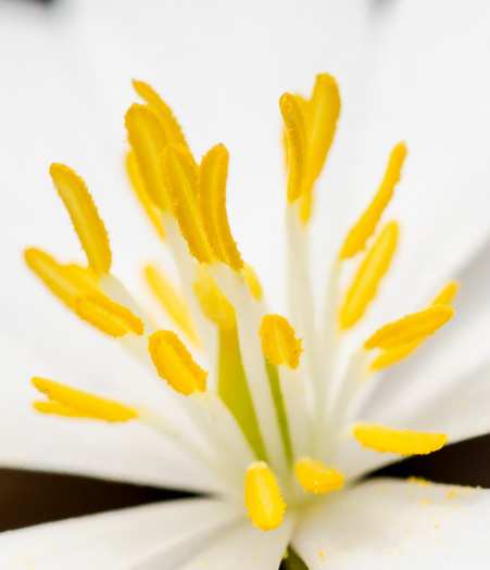 image of Sanguinaria canadensis, Bloodroot, Red Puccoon