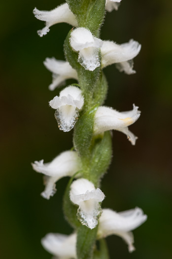 image of Spiranthes cernua, Nodding Ladies'-tresses