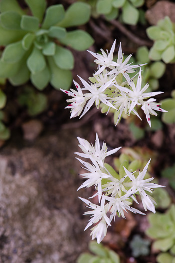 image of Sedum glaucophyllum, Cliff Stonecrop