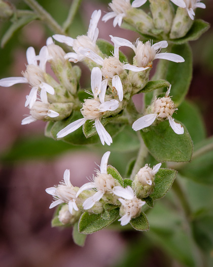 image of Sericocarpus tortifolius, Twisted-leaf Whitetop Aster, Dixie Whitetop Aster