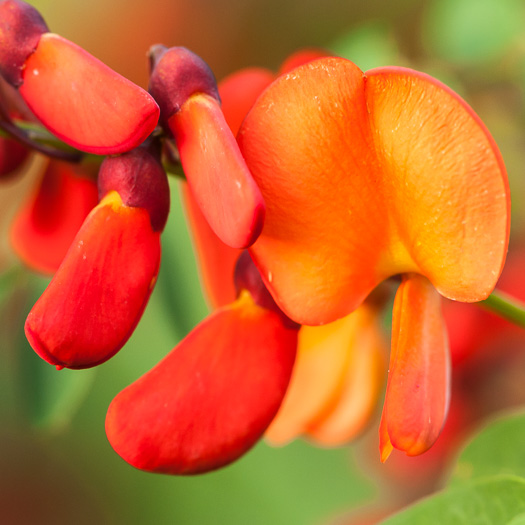 image of Sesbania punicea, Rattlebush, Purple Sesban, Scarlet Wisteria-tree, Red Sesban