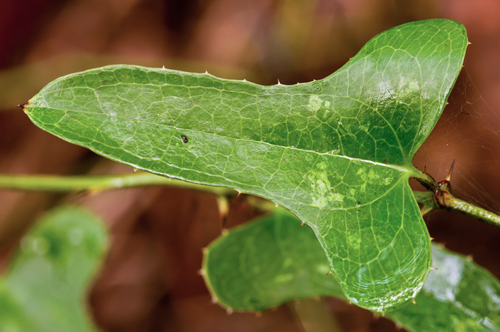 image of Smilax bona-nox var. bona-nox, Fringed Greenbrier, Catbrier, Stretchberry, Tramp's Trouble