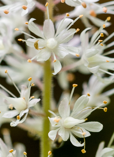 image of Tiarella austrina, Escarpment Foamflower, Southern Foamflower